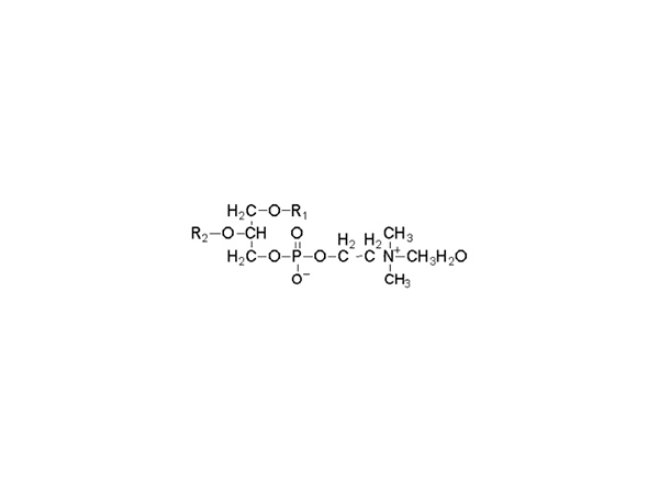 Polyene phosphatidylcholine